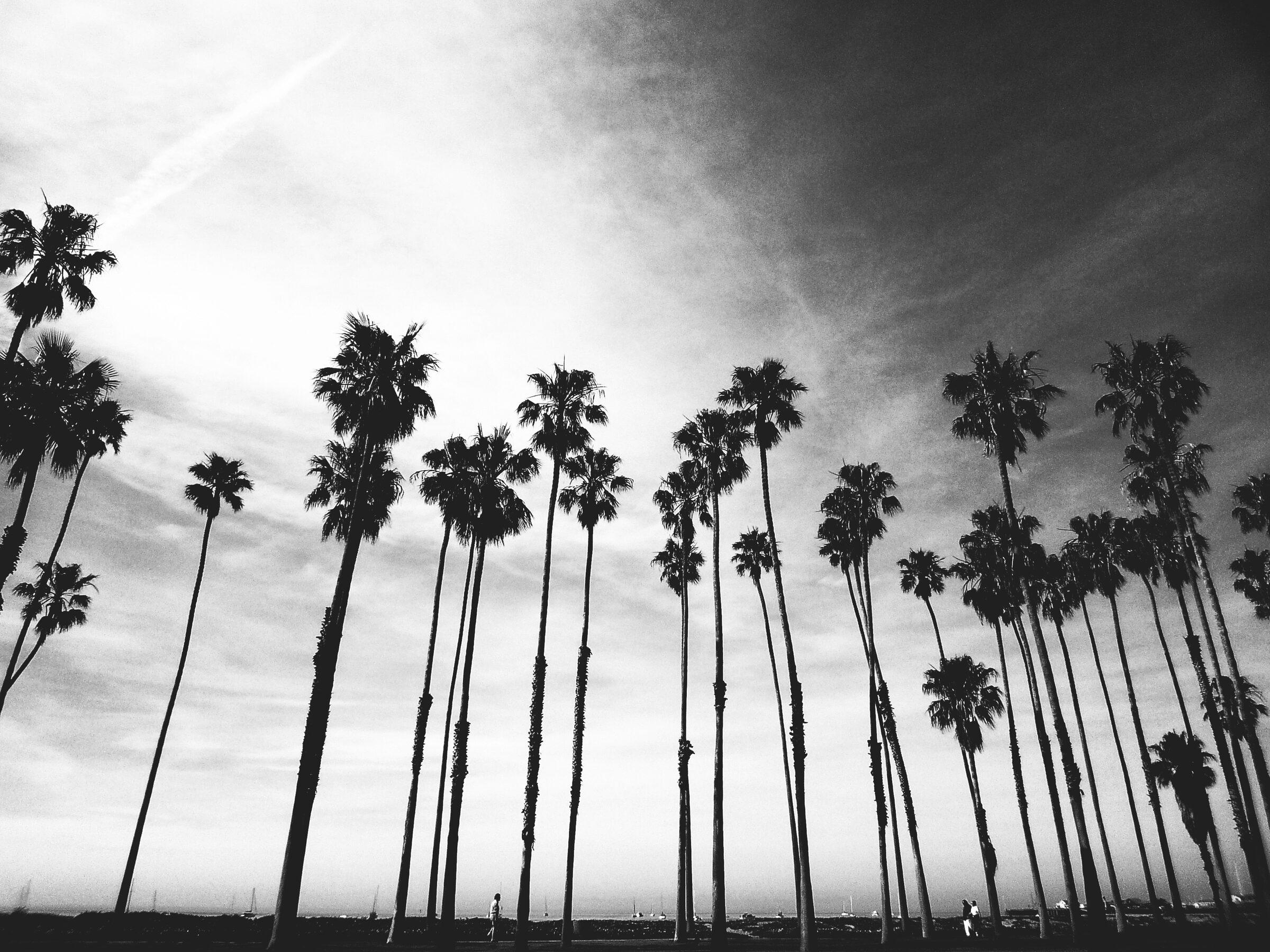 Palmiers silhouettés contre un ciel lumineux, photographiés en contre-plongée, noir et blanc